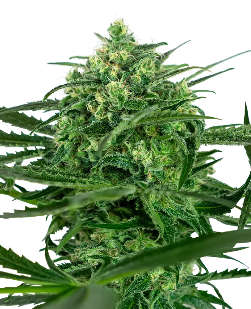Amnesia Feminised Cannabis Seeds - Sensi Seeds