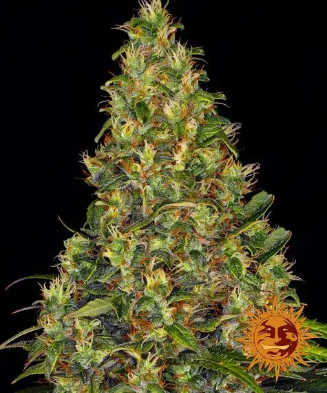 Amnesia Haze Auto Feminised Cannabis Seeds | Barney's Farm