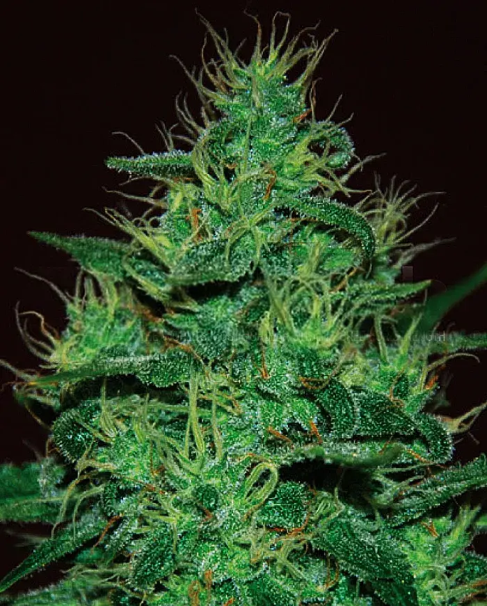Amnesia Haze Auto Feminised Cannabis Seeds | Expert Seeds