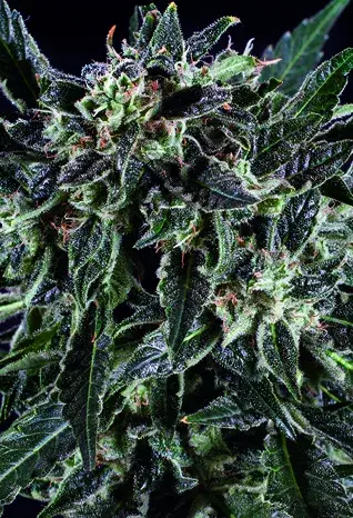AMNESIA HAZE x SCBDX Feminised Cannnabis Seeds