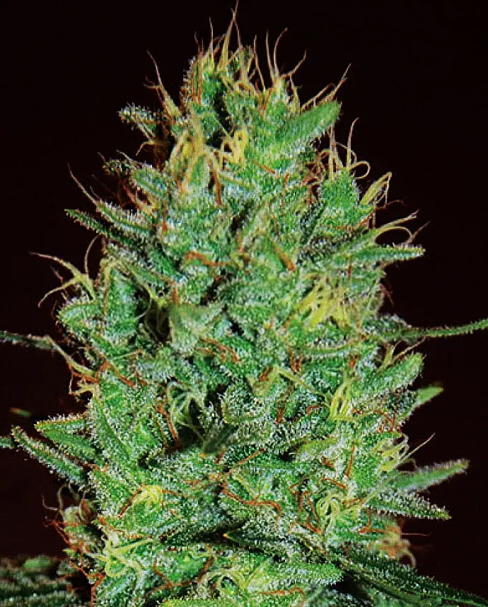 Amnesia Haze Feminised Cannabis Seeds | Expert Seeds