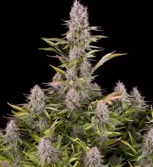 Amnesia Kush Feminised Cannabis Seeds - Dinafem Seeds