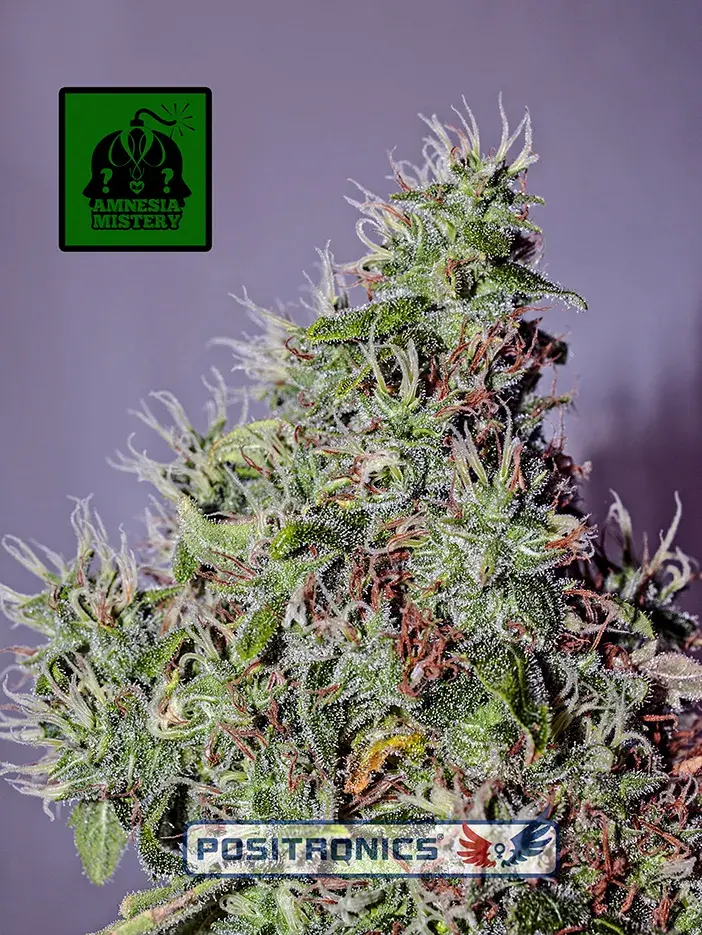 Amnesia Mistery Feminised Cannabis Seeds | Positronics