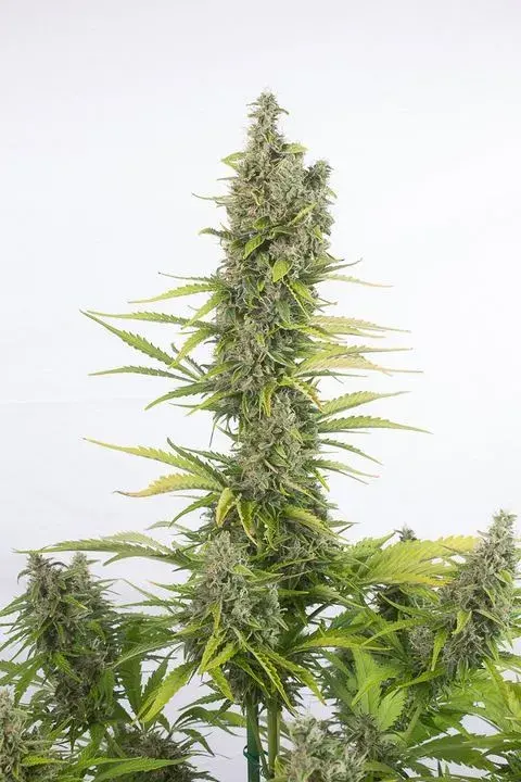 Amnesia CBD Auto Feminised Cannabis Seeds | Dinafem Seeds