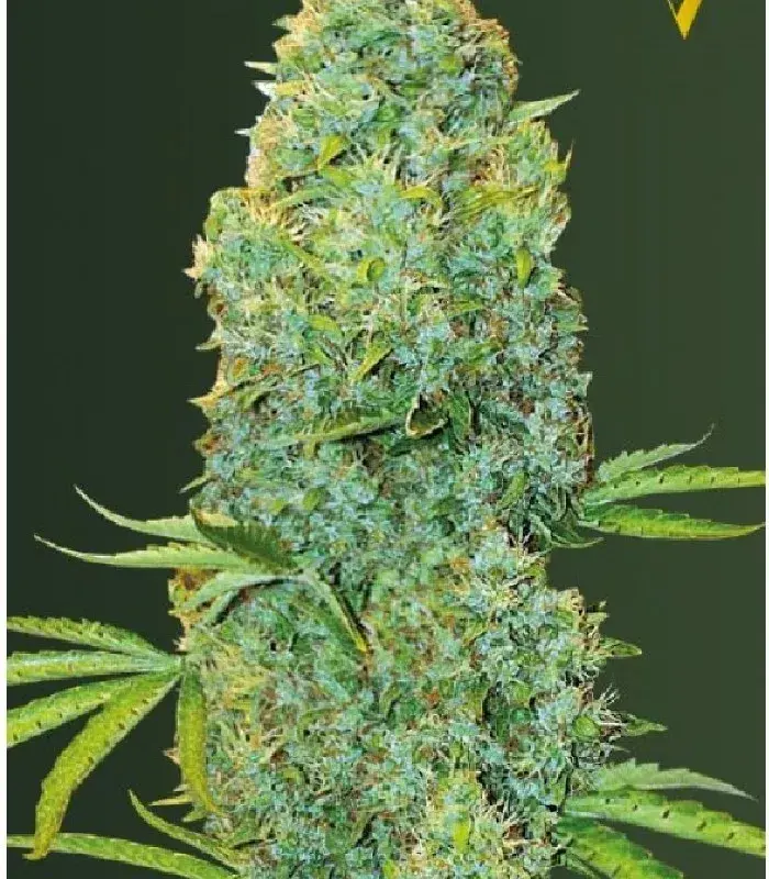 Amnesia Haze Auto Feminised Cannabis Seeds - Power Strains