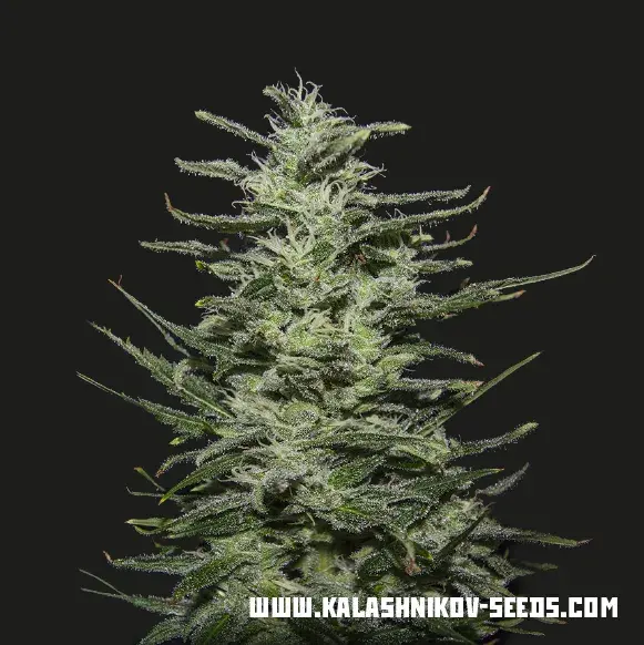 Amnesia Molotov Feminised Cannabis Seeds | Kalashnikov Seeds