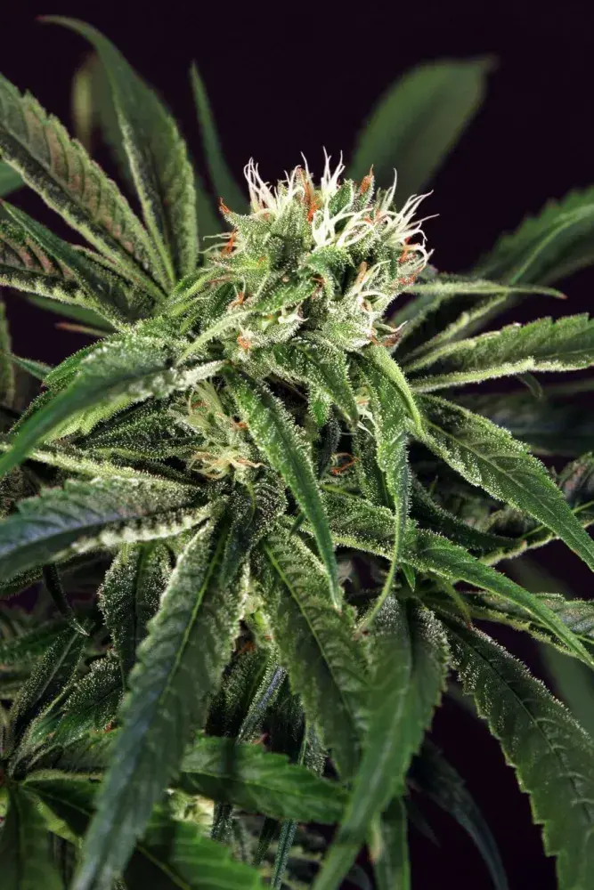 Amnesia #7 Feminised Cannabis Seeds