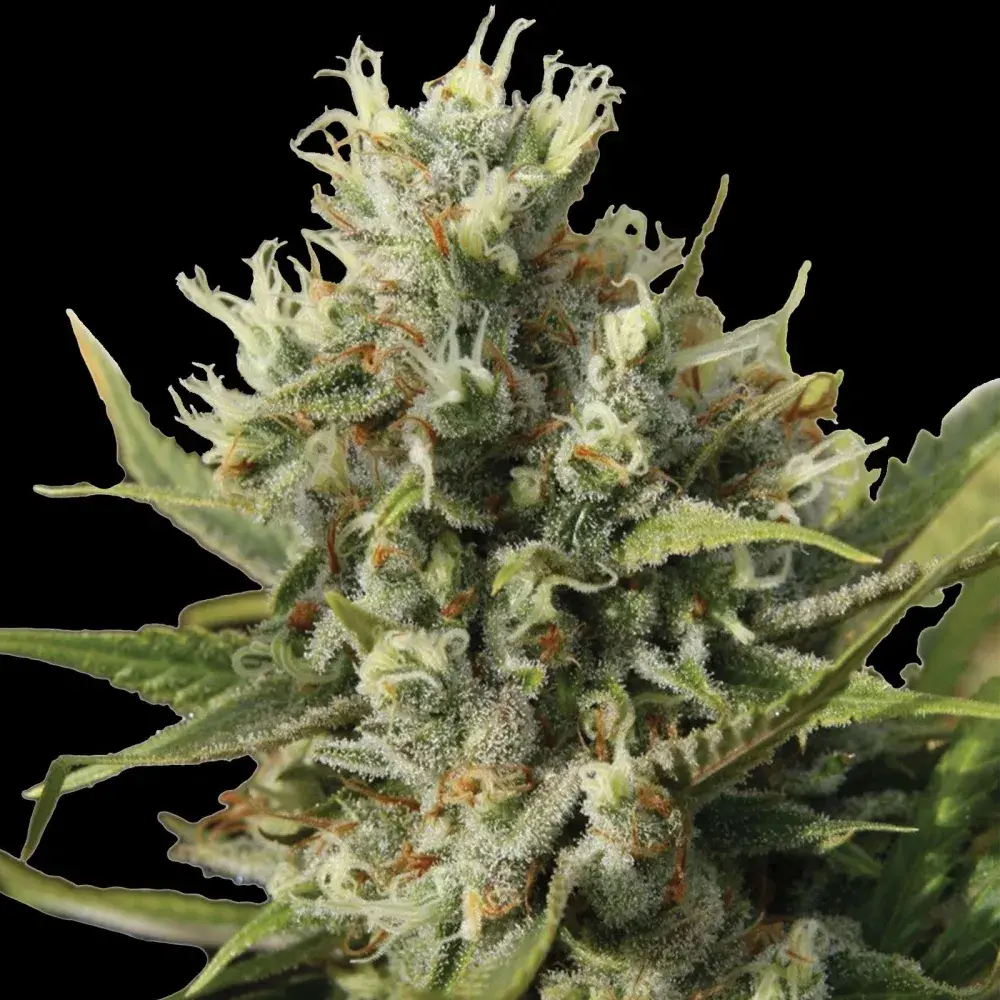 Amnesiac Auto Feminised Cannabis Seeds | Spliff Seeds 