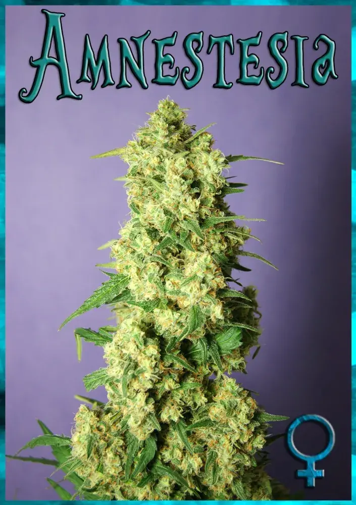Amnestesia Feminised Cannabis Seeds | Rockwell Seeds