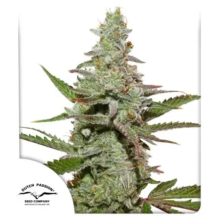 Amsterdam Amnesia Feminised Cannabis Seeds | Dutch Passion 