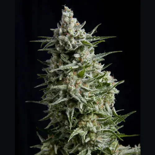 Anesthesia Feminised Cannabis Seeds |  Pyramid Seeds