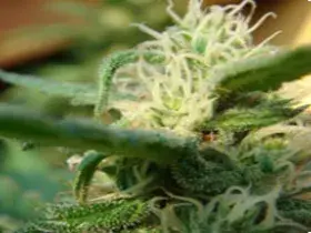 Angel's Breath Regular Cannabis Seeds | Mr Nice Seed