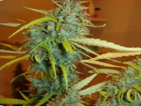 Angel Heart Regular Cannabis Seeds | Mr Nice Seeds