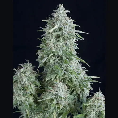 Anubis Feminised Cannabis Seeds | Pyramid Seeds