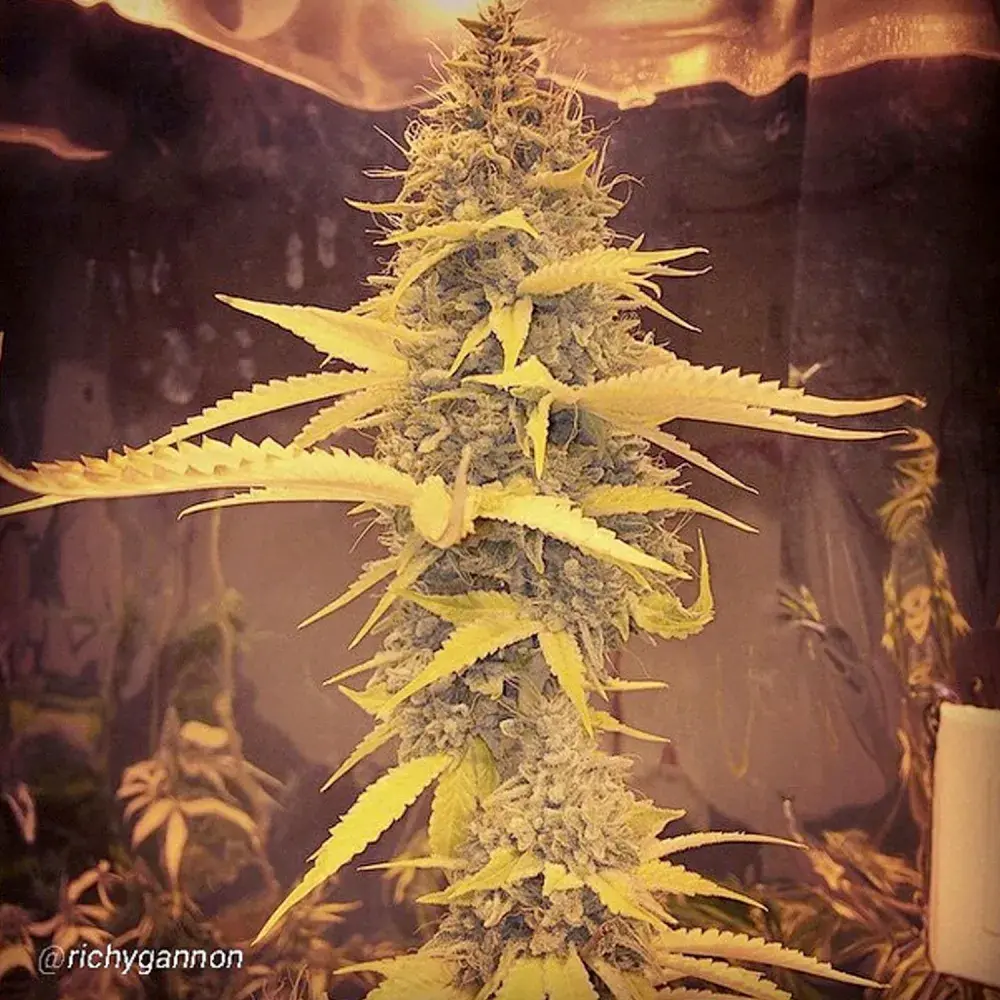 Gage Green Apogee Cannabis Seeds