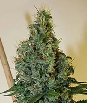 Congo OG Regular Cannabis Seeds | Apothecary Genetics Seeds