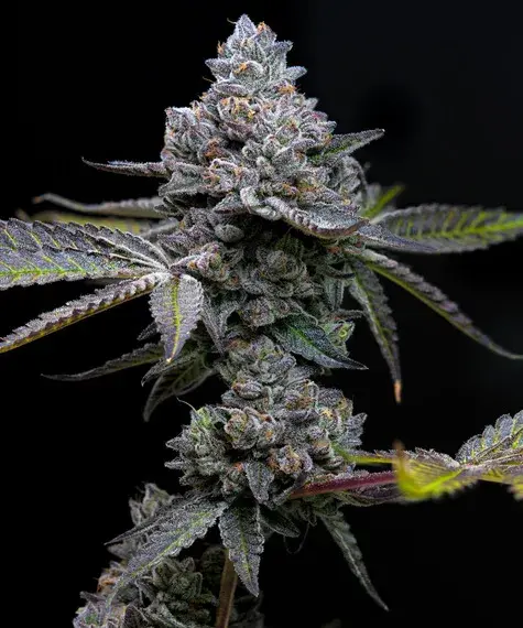 Apple Fritter Feminised Cannabis Seeds | Barney's Farm.
