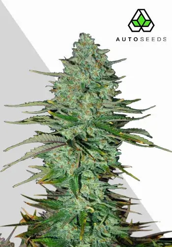 Apple Fritters Auto Cannabis Seeds | Auto Seeds.
