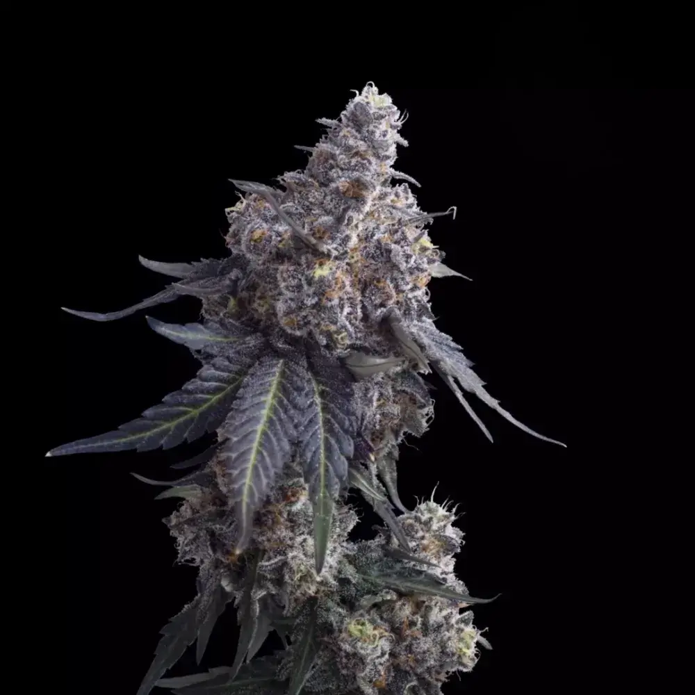 Apple n Bananas Feminised Cannabis Seeds - Mavericks Seeds