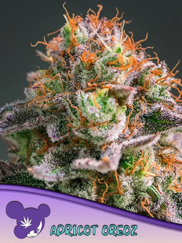 Apricot Oreoz Feminised Cannabis Seeds - Anesia Seeds
