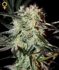 Kings Tart Feminised Cannabis Seeds | Green House Seeds