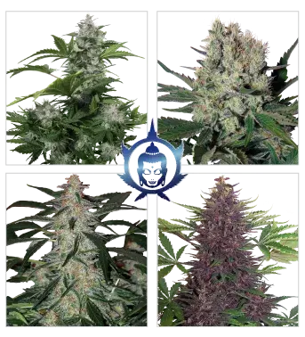 Assorted Auto Feminised Cannabis Seeds |  Buddha Seeds