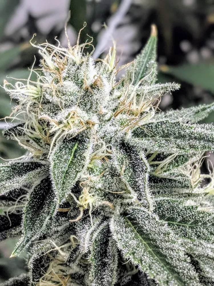 Astrosnaps Regular Cannabis Seeds | TGA Seeds 