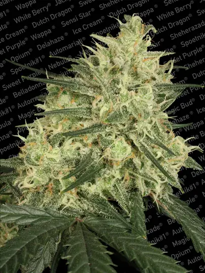 Atomical Haze Feminised Cannabis Seeds | Paradise Seeds