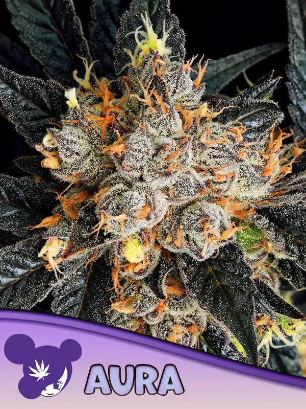 Aura Feminised Cannabis Seeds - Anesia Seeds.