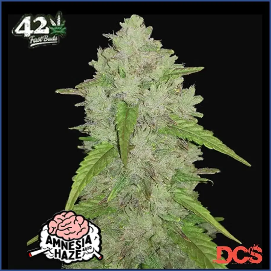 Auto Amnesia Haze Feminised Cannabis Seeds | Fast Buds Originals