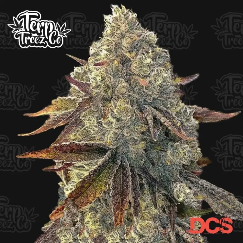 Auto Bacio Gelati Cannabis Seeds - Terp Treez.