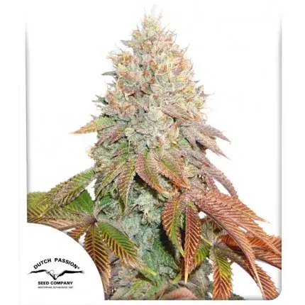 Auto Banana Blaze Feminised Cannabis Seeds | Dutch Passion