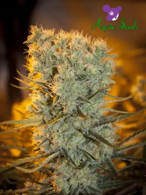 Auto Banana Kush Feminised Cannabis Seeds - Anesia Seeds