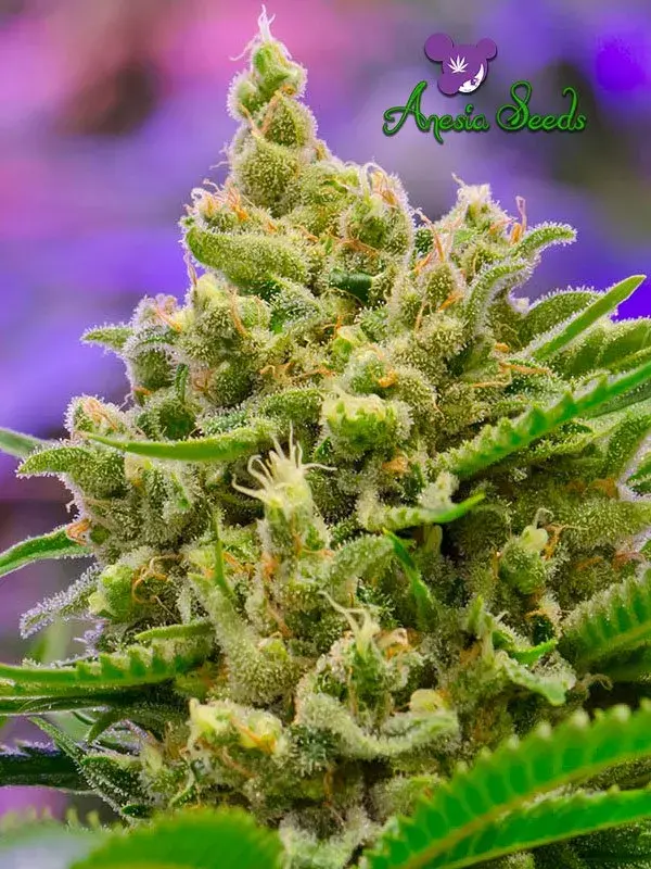 Auto Big Bazooka Feminised Cannabis Seeds - Anesia Seeds
