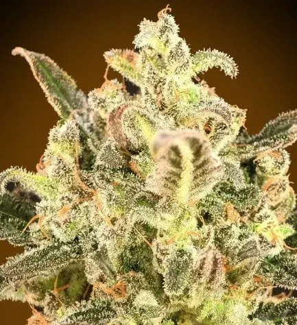 Auto Biodiesel Mass XXL Feminised Cannabis Seeds | Advanced Seeds 