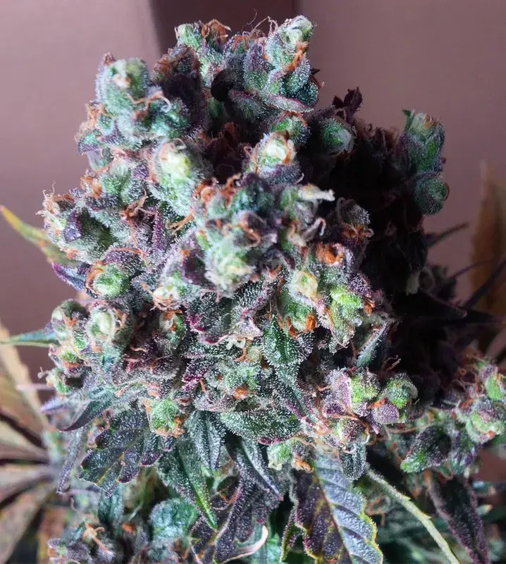 Auto Black Valium Feminised Cannabis Seeds | Top Shelf Elite