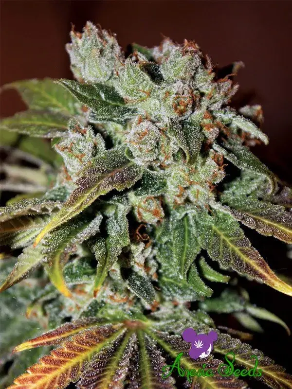 Auto Blueberry Banana Feminised Cannabis Seeds - Anesia Seeds