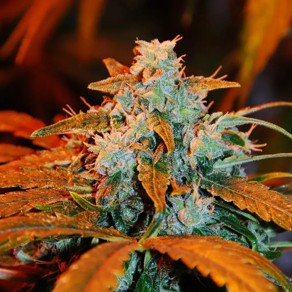 Apple Crumble Feminised Cannabis Seeds | G13 Labs