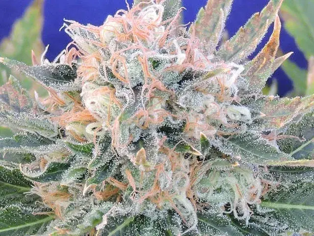 Auto Blueberry Ghost OG Feminised Cannabis Seeds | Original Sensible Seeds