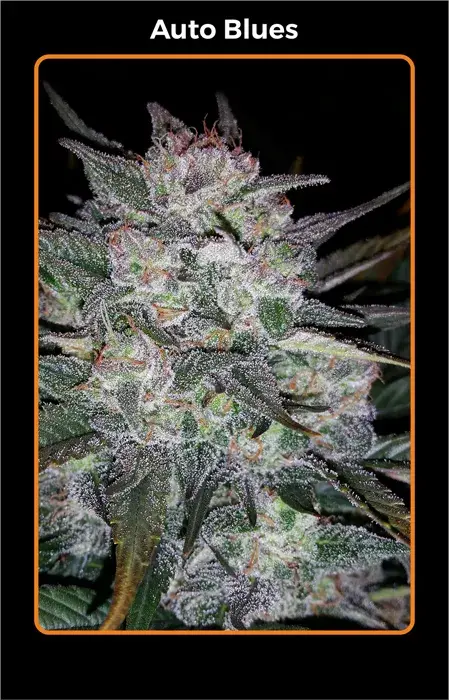 Auto Blues Auto Feminised Cannabis Seeds