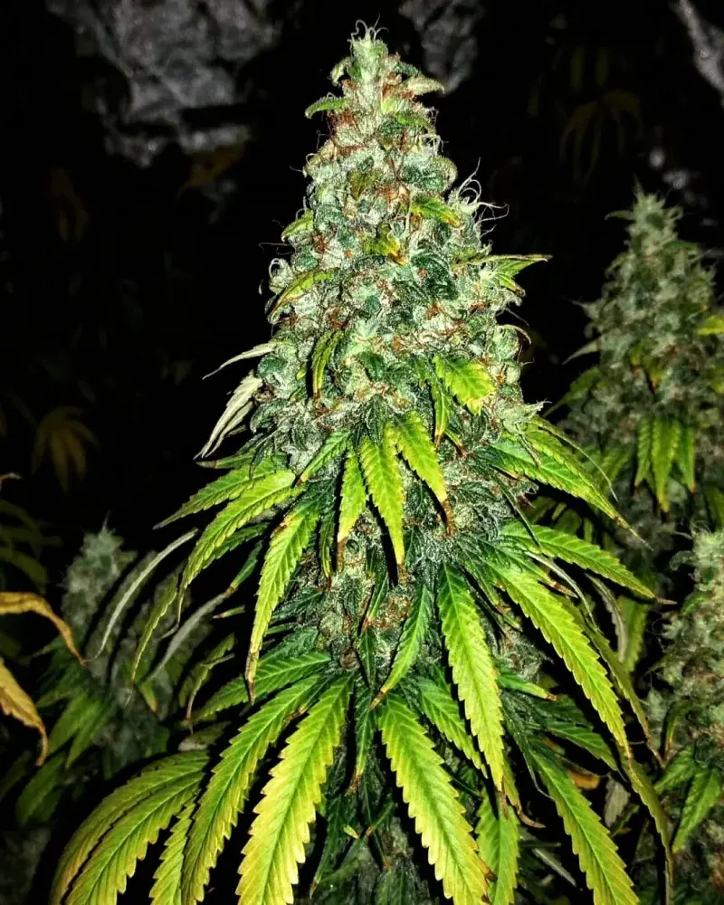 Auto Blutonium Mass Feminised Seeds | Critical Mass Collective