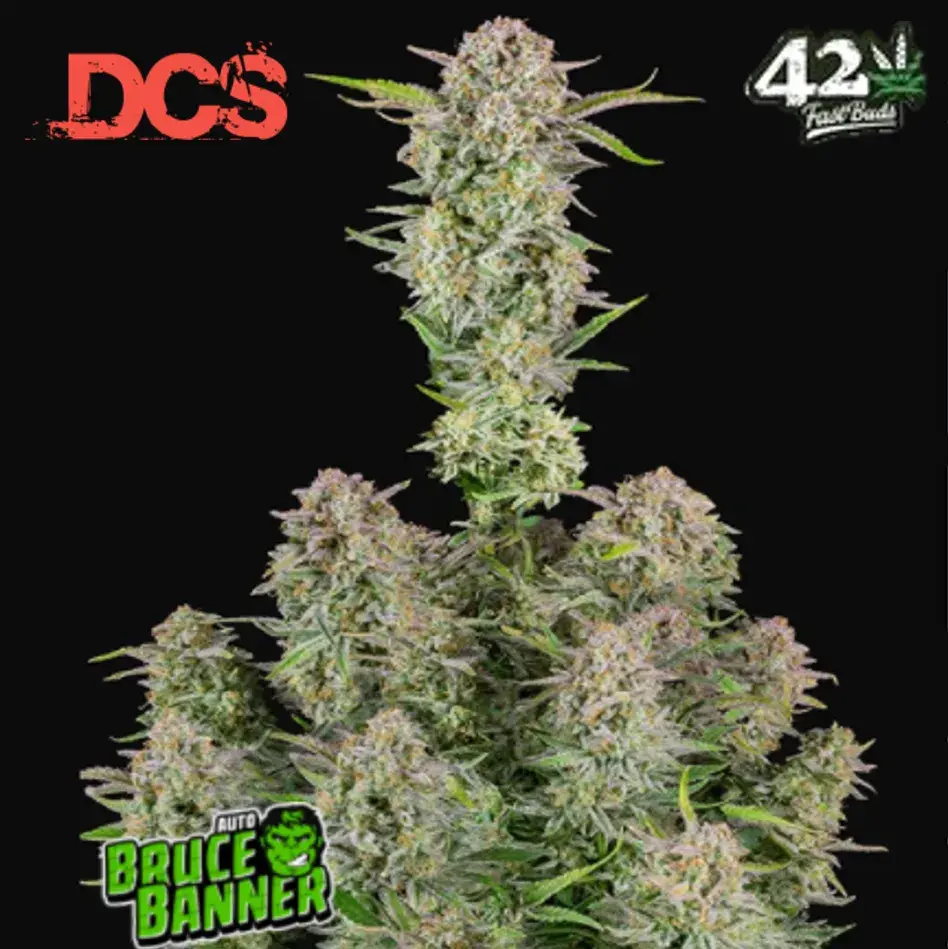 Bruce Banner Auto Feminised Cannabis Seeds | Fast Buds