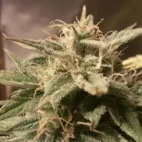 Buy Female Seeds Auto Bubble Feminised Cannabis Seeds