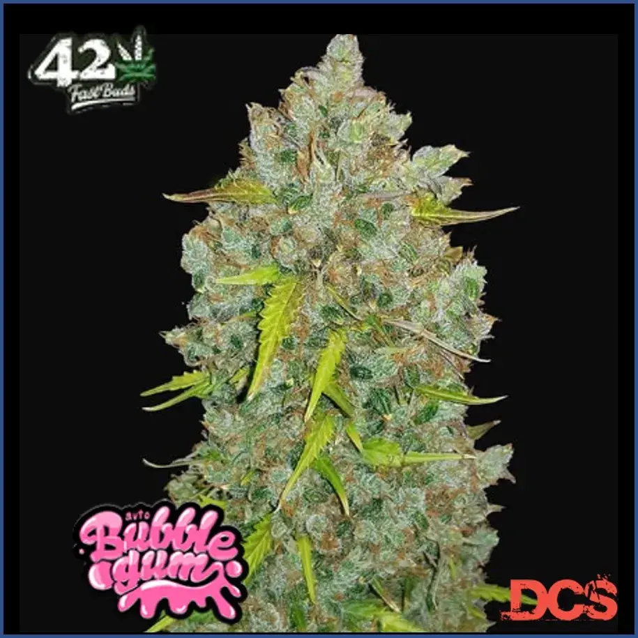 Auto Bubblegum Feminised Cannabis Seeds | Fast Buds Originals