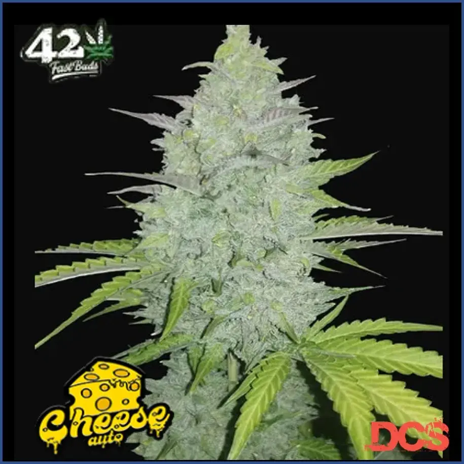 Auto Cheese Feminised Cannabis Seeds | Fast Buds Originals