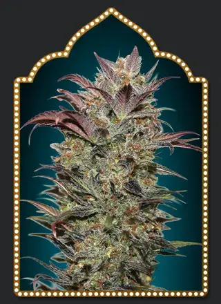 Auto Chocolate Cream Feminised Cannabis Seeds | OO Seeds