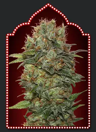 Auto Chocolate Kush Feminised Cannabis Seeds | OO Seeds