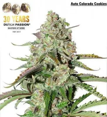 Auto Colorado Cookies Autoflowering Feminised Cannabis Seeds | Dutch Passion