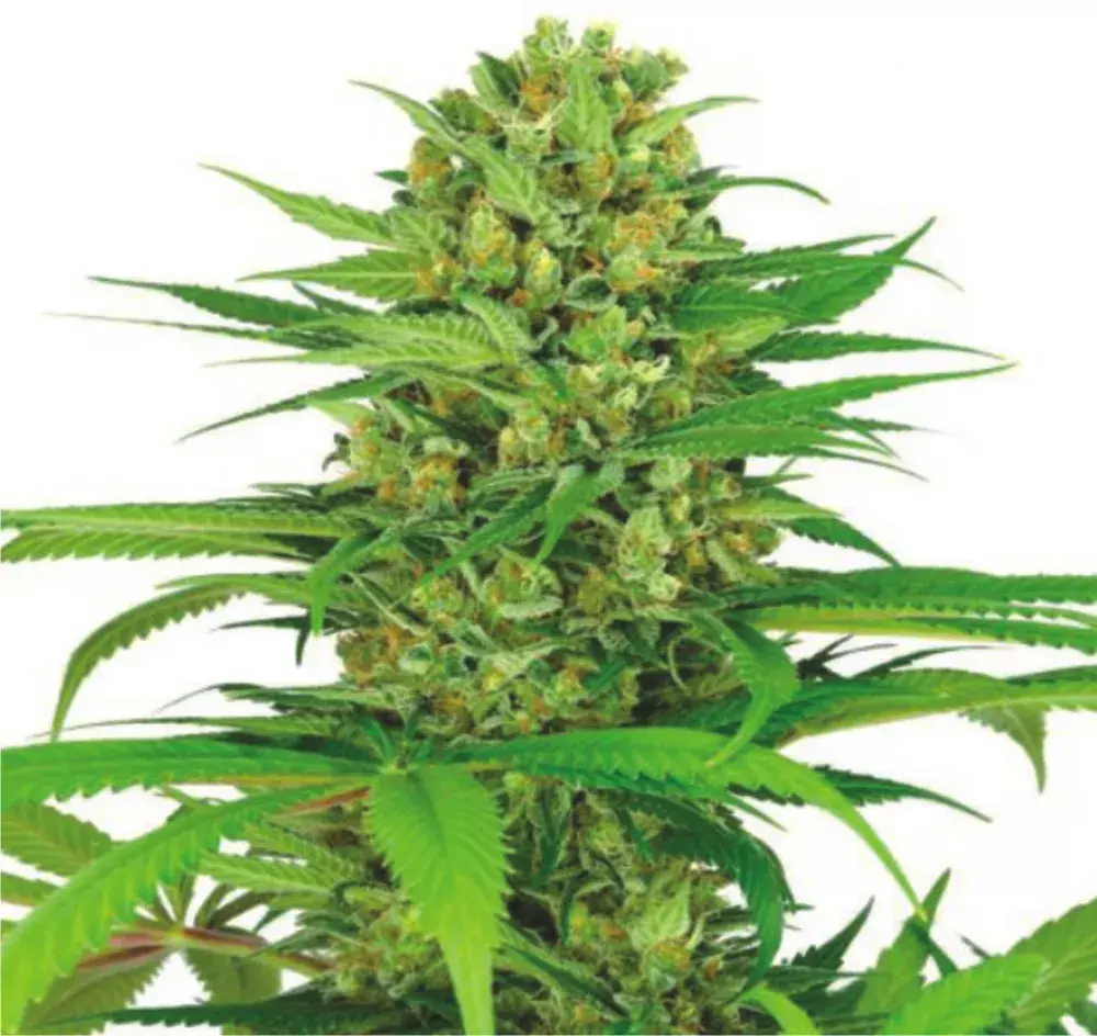 Auto Cream Bubblegum Feminised Cannabis Seeds | Dispensario Seeds