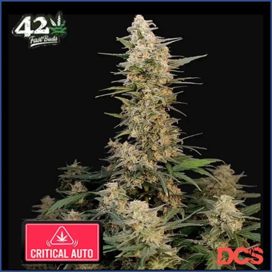 Auto Critical Feminised Cannabis Seeds | Fast Buds Originals